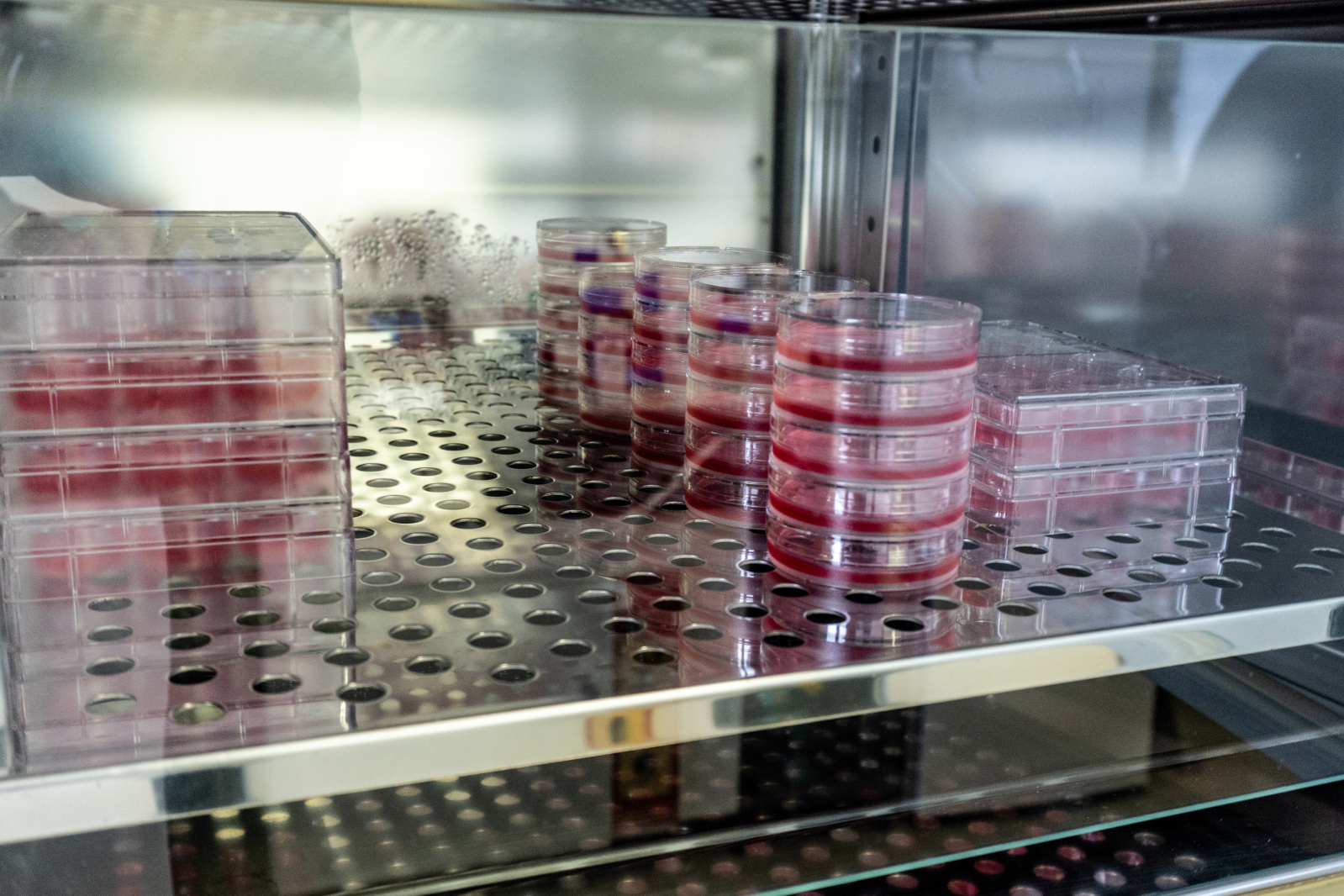 Shelf Life Testing Methods UKAS Accredited Shelf-Life Testing for Dried Fruit, Nuts & Associated ...